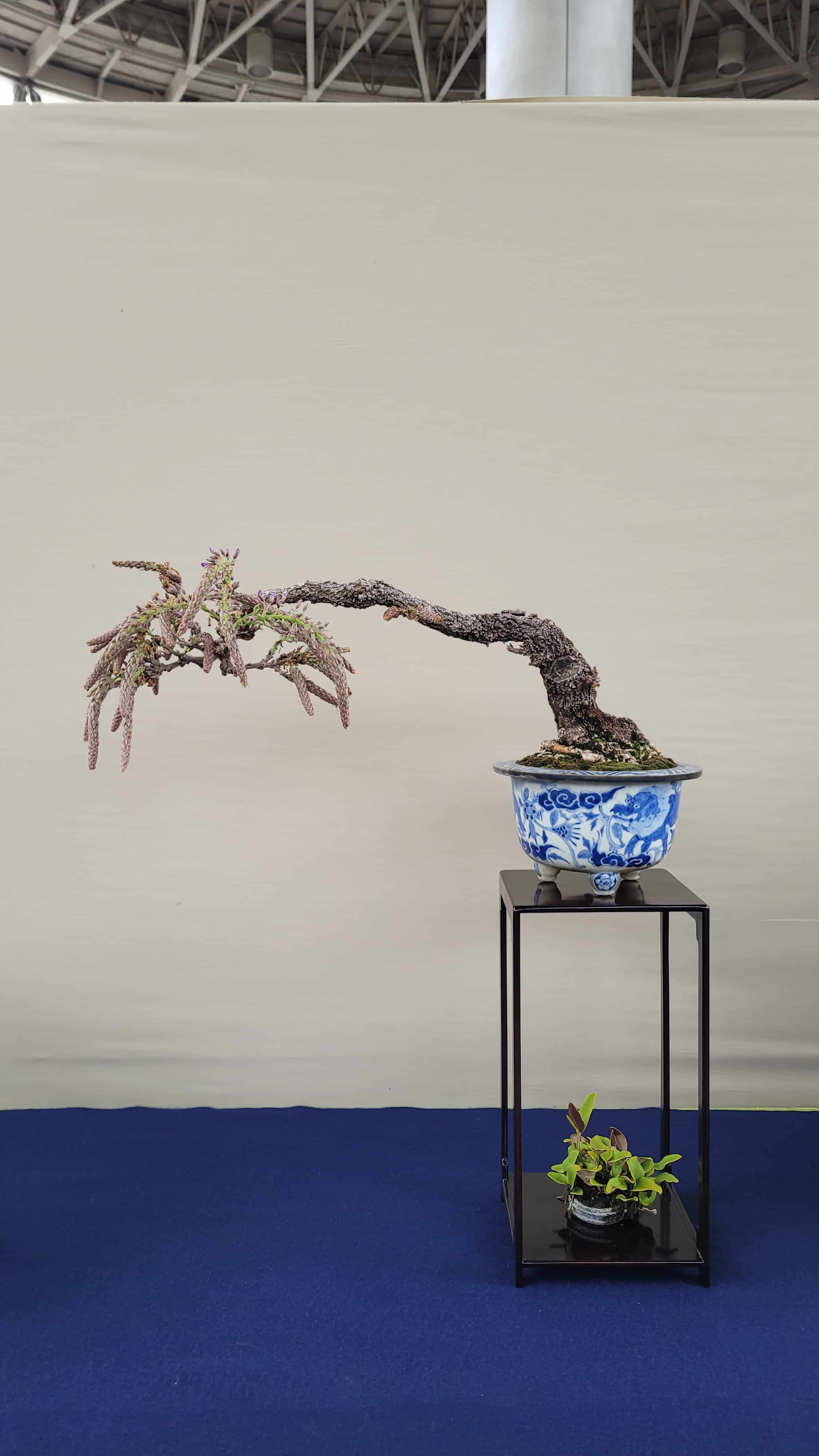 A flower bonsai tree from osaka show in Japan